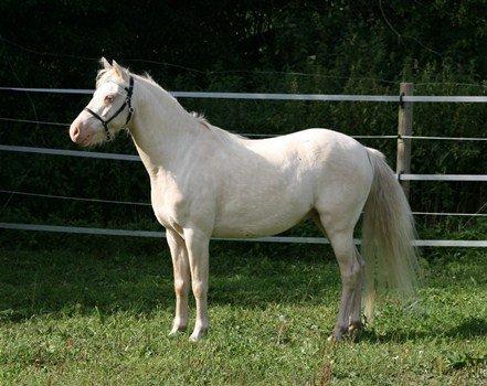 Welsh Pony (sec B) Aastrupgaards Blue - Avlshingst billede 4
