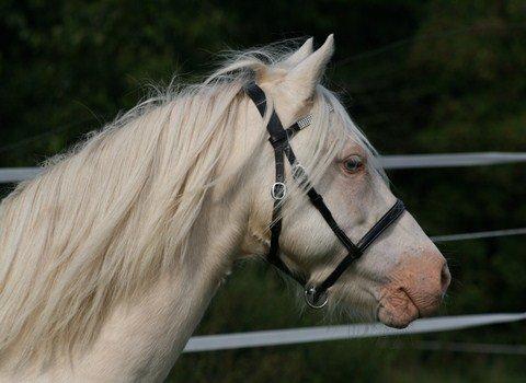 Welsh Pony (sec B) Aastrupgaards Blue - Avlshingst billede 5