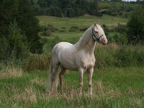 Welsh Pony (sec B) Aastrupgaards Blue - Avlshingst billede 1