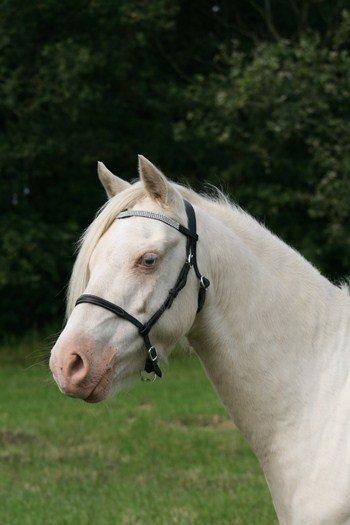 Welsh Pony (sec B) Aastrupgaards Blue - Avlshingst billede 6