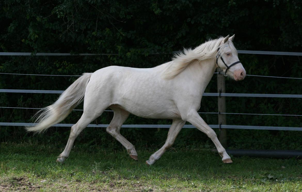 Welsh Pony (sec B) Aastrupgaards Blue - Avlshingst billede 10