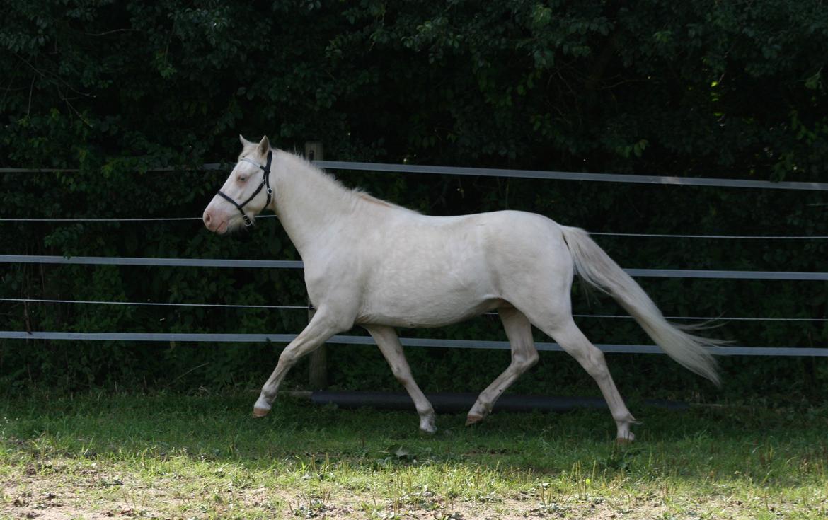 Welsh Pony (sec B) Aastrupgaards Blue - Avlshingst billede 11