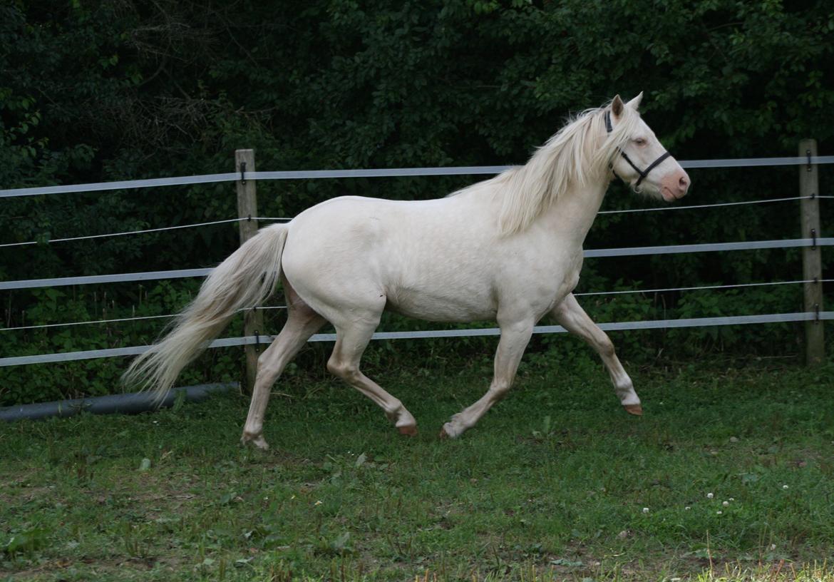 Welsh Pony (sec B) Aastrupgaards Blue - Avlshingst billede 12