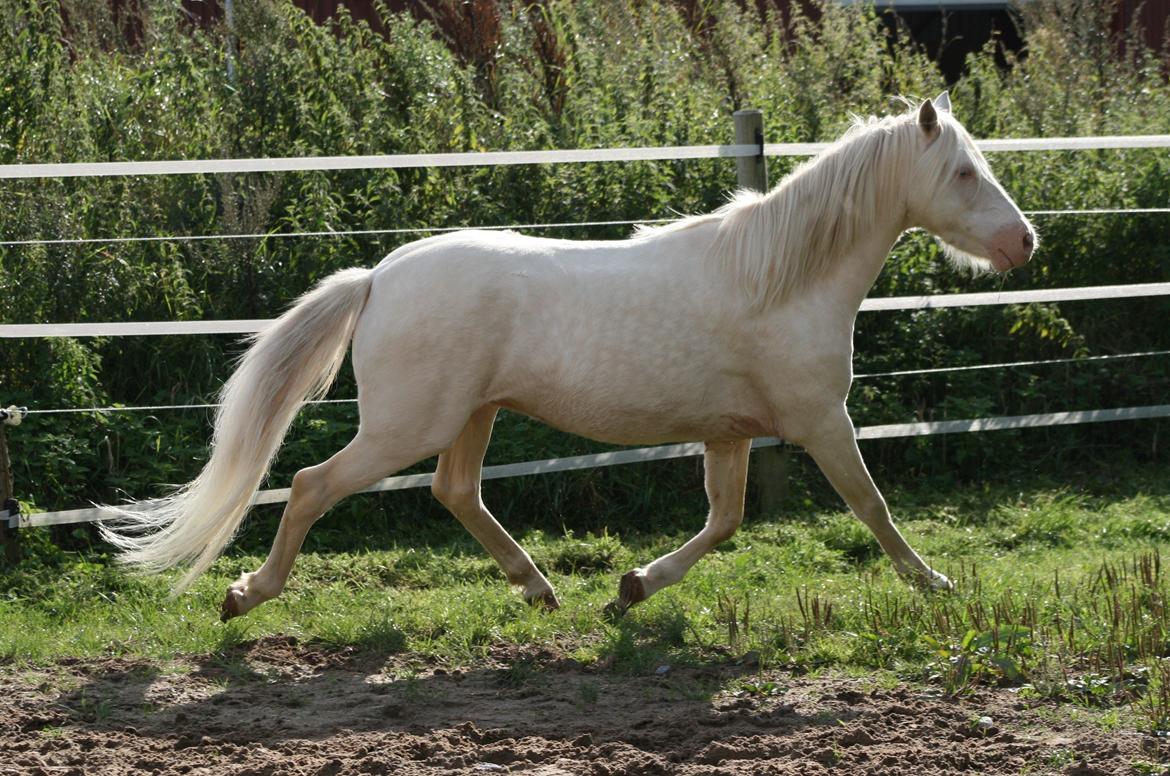 Welsh Pony (sec B) Aastrupgaards Blue - Avlshingst billede 13