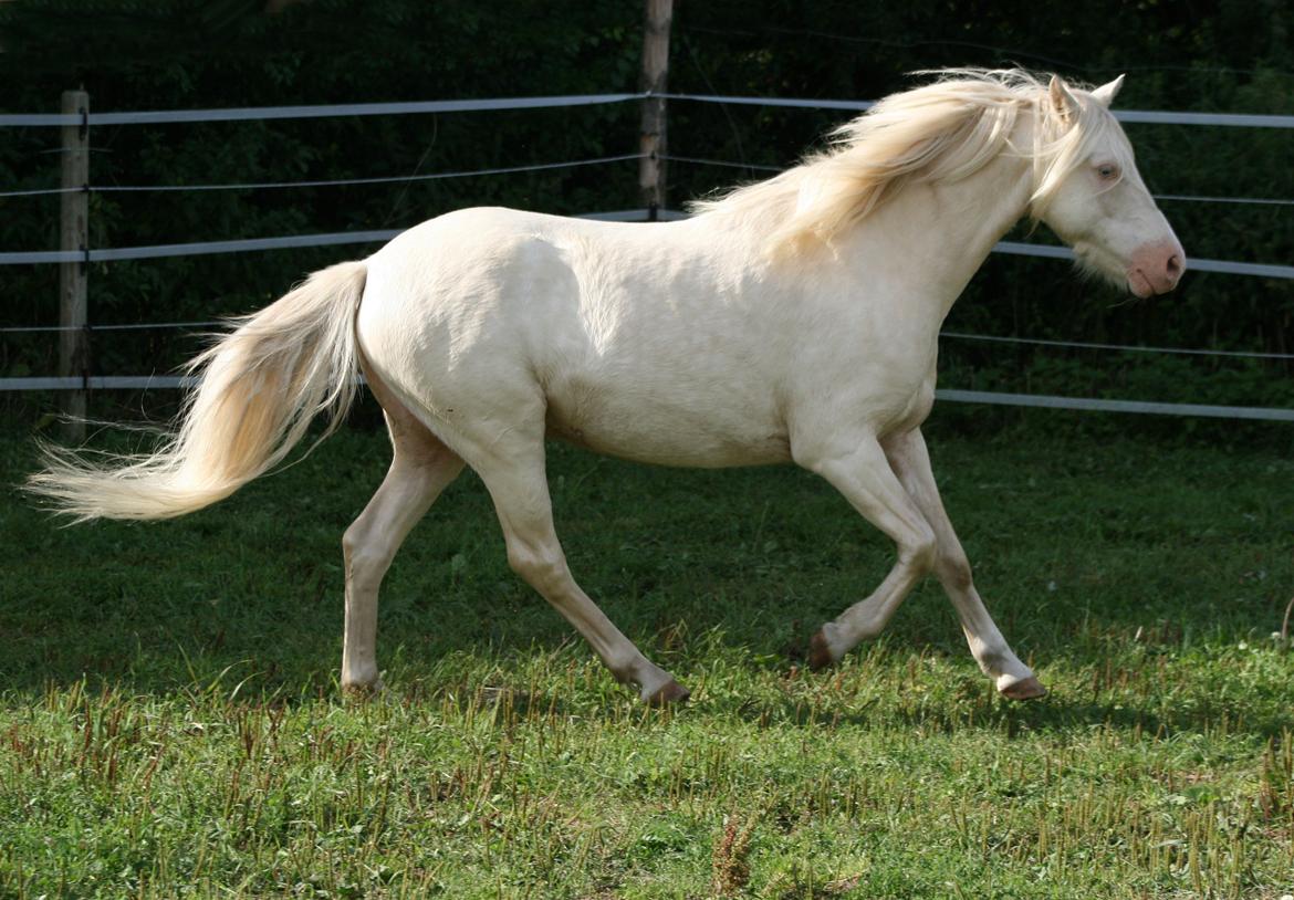 Welsh Pony (sec B) Aastrupgaards Blue - Avlshingst billede 14