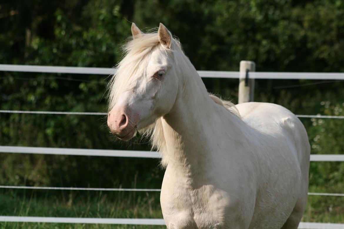 Welsh Pony (sec B) Aastrupgaards Blue - Avlshingst billede 15