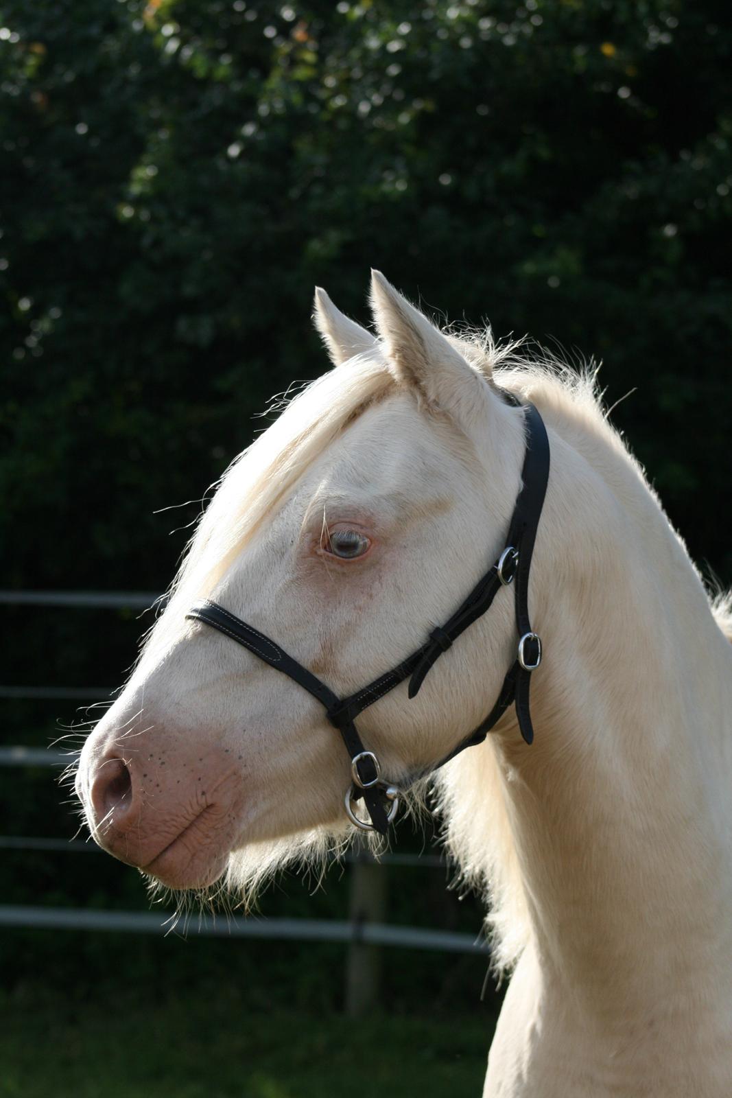 Welsh Pony (sec B) Aastrupgaards Blue - Avlshingst billede 16