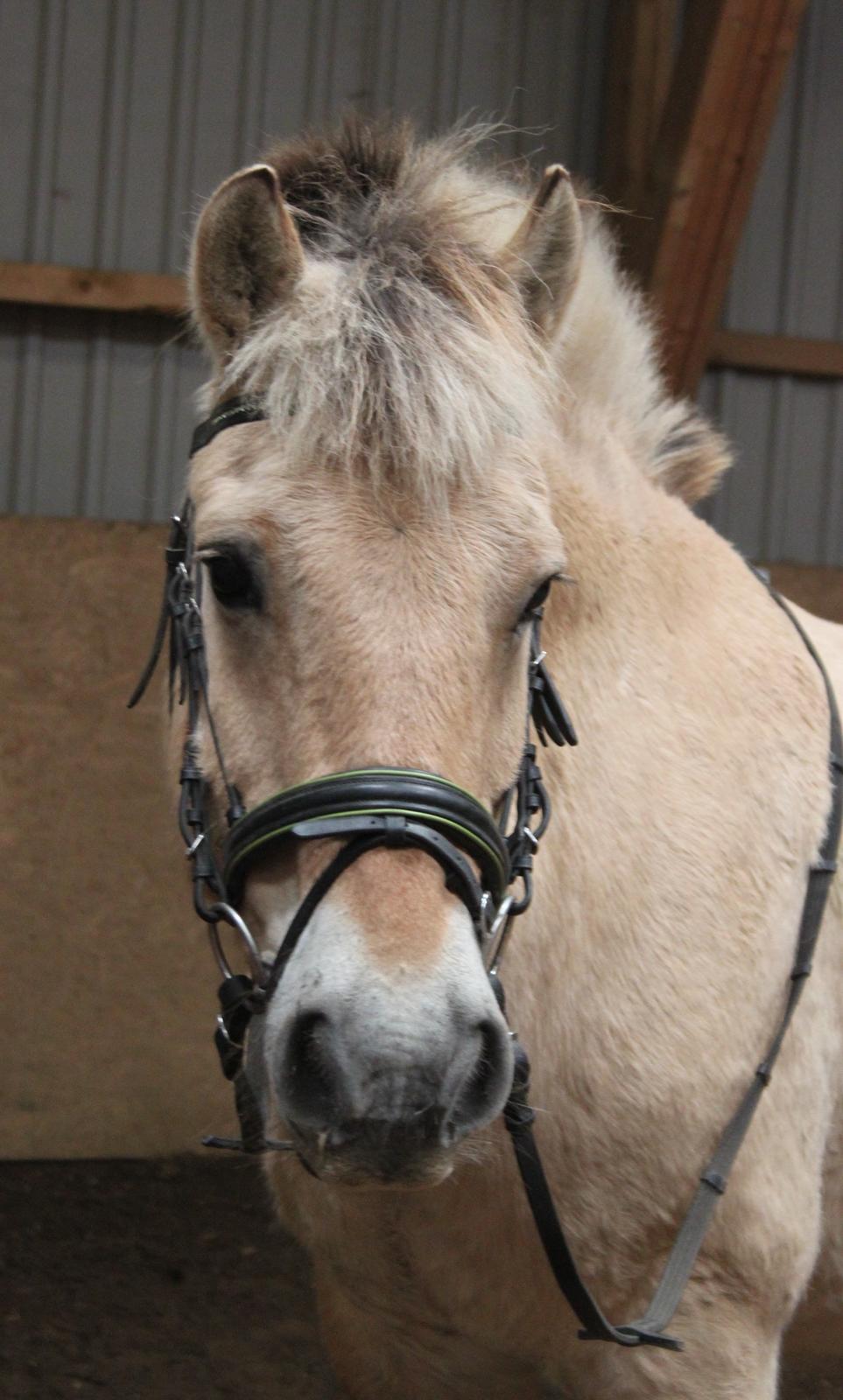 Fjordhest Rasmus :* - Taget af mig billede 16