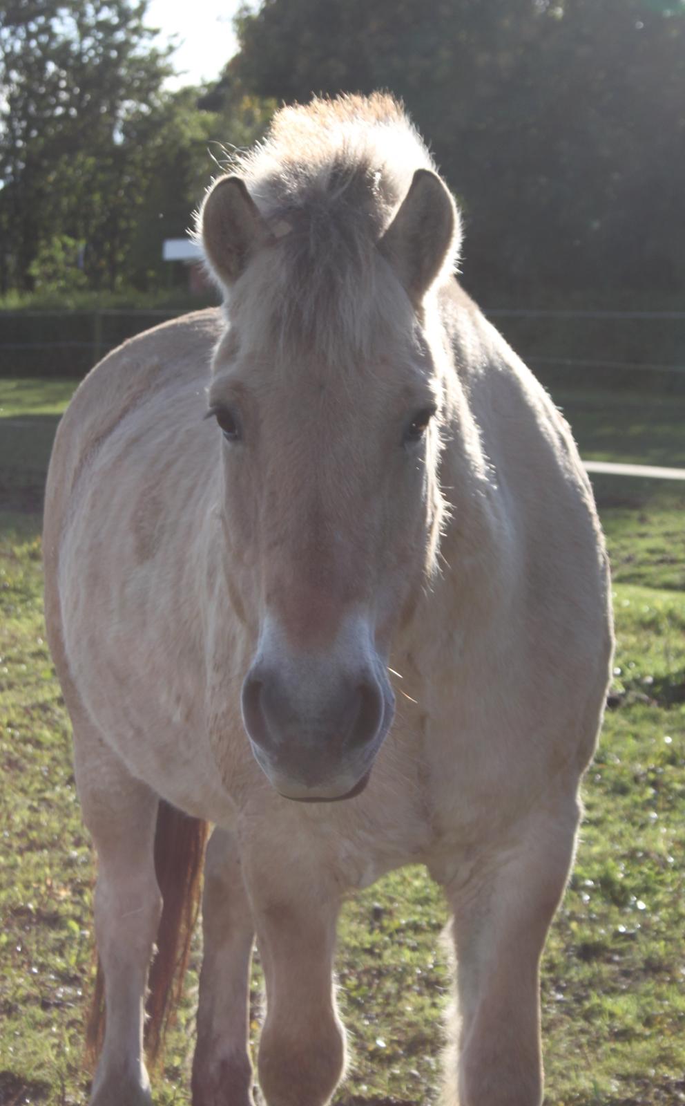 Fjordhest Rasmus :* - Taget af mig billede 18