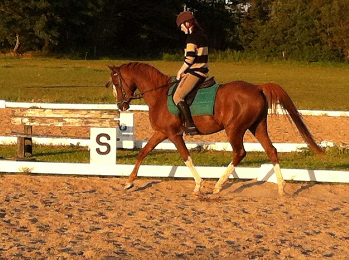 Arabisk fuldblod (OX) Tamson billede 2
