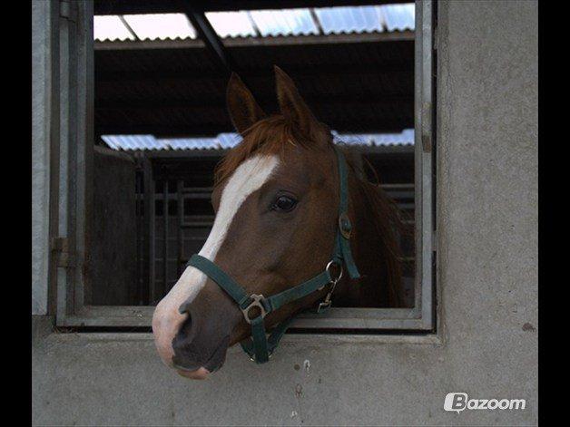 Arabisk fuldblod (OX) Tamson billede 4