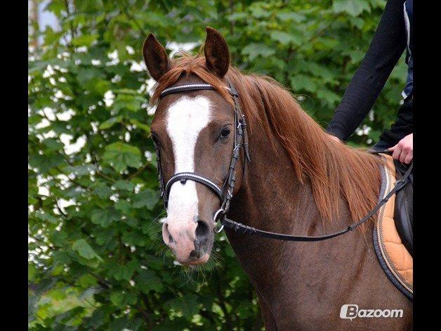 Arabisk fuldblod (OX) Tamson billede 7