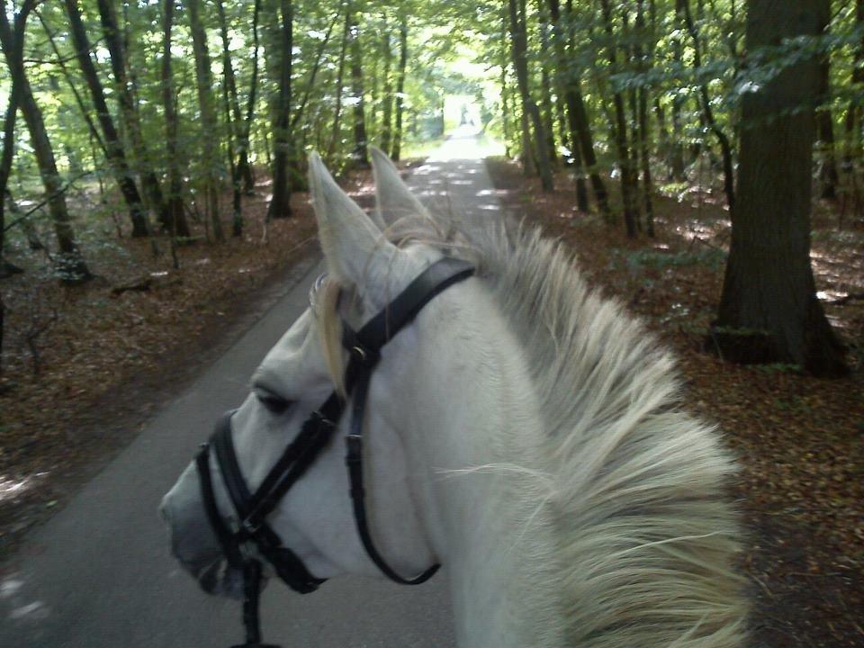 Anden særlig race Just My Luck billede 8