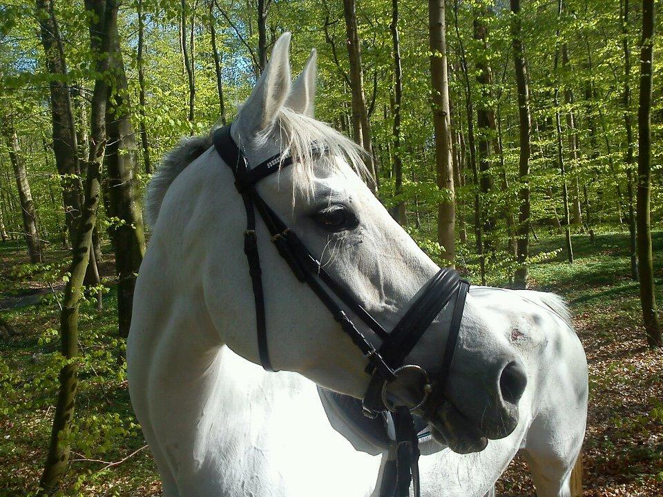 Anden særlig race Just My Luck billede 13