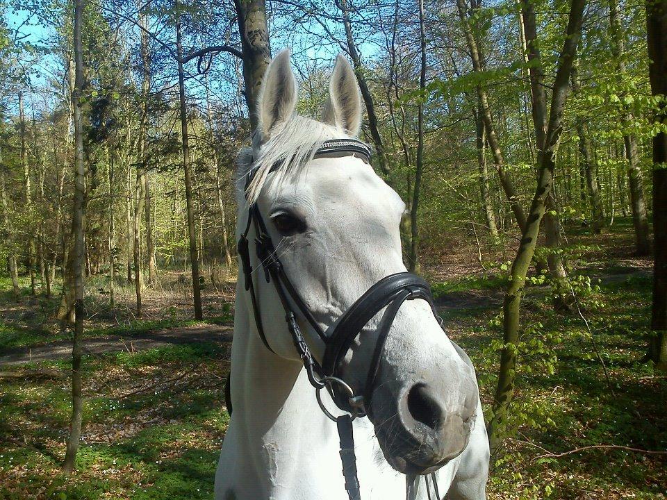 Anden særlig race Just My Luck billede 6