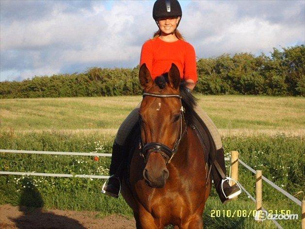 Dansk Varmblod Baunehøjens Fabergé billede 12