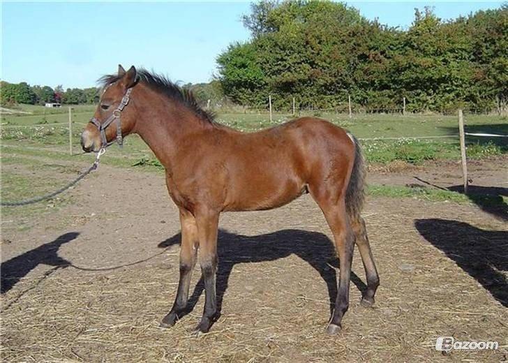 Connemara Mosetoftens Fighter - Nåeh lille følle <3 cute :) billede 10