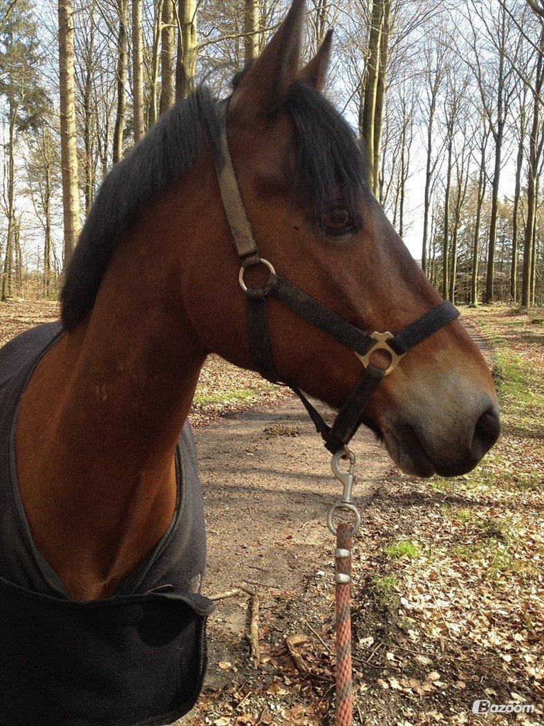 Connemara Mosetoftens Fighter - Foråret 2012 Stald Mak i Silkeborg hos Anne Sophie <3 billede 11