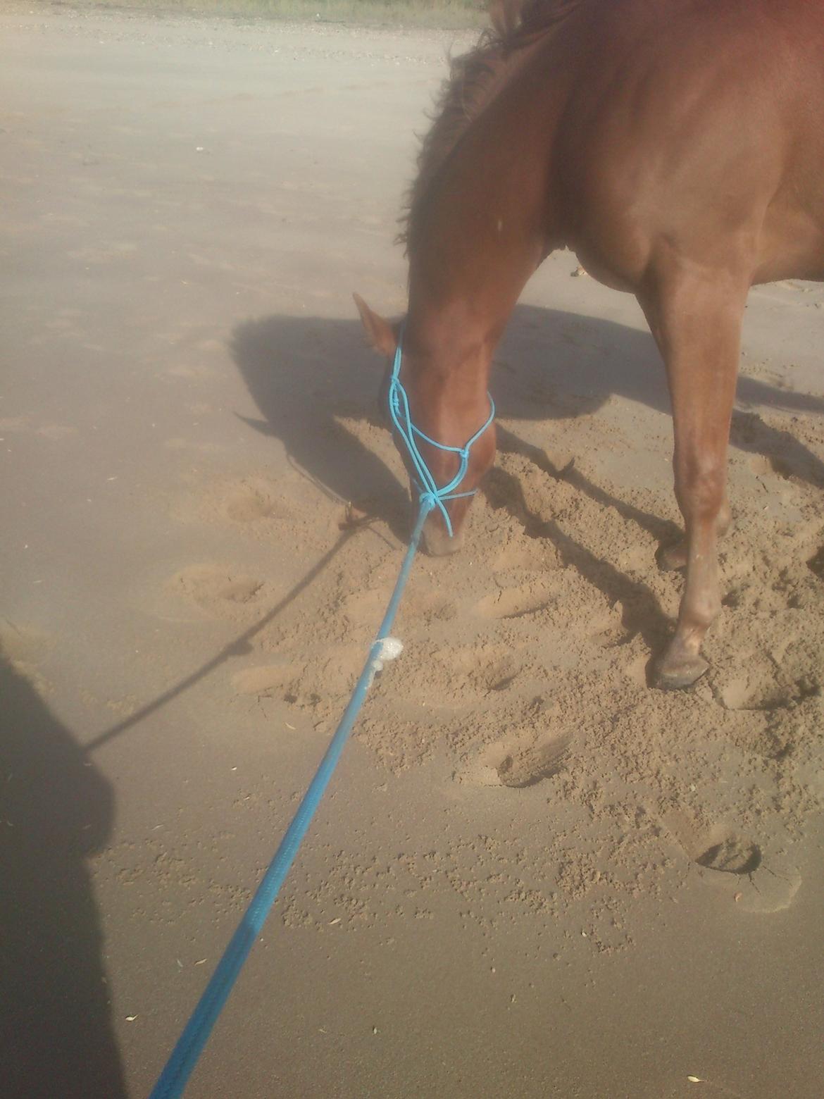 Quarter Zippos Optimum (Chap) - Første gang på stranden. Det var noget underligt noget at gå i, der var jo sand og vand over det hele.. billede 11