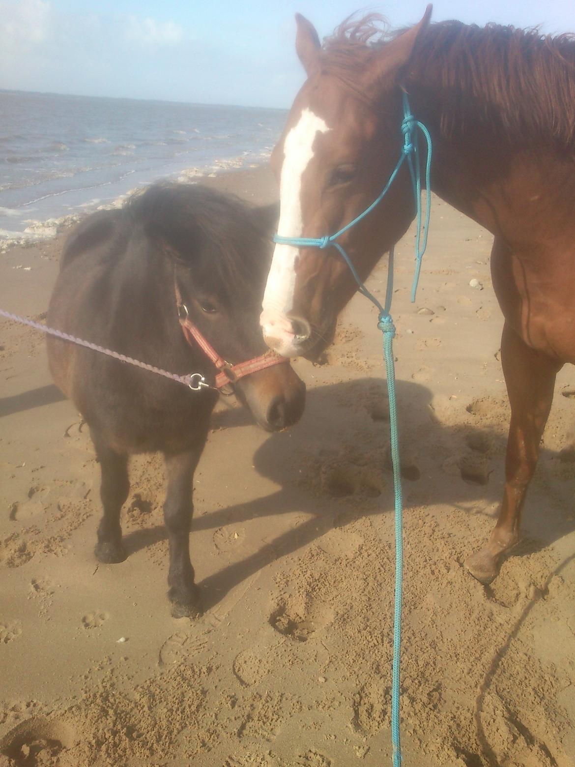 Quarter Zippos Optimum (Chap) - Nusser med cirkeline på stranden billede 12