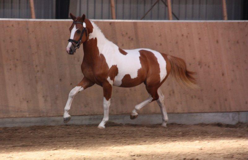 Pinto Global Spirit billede 1