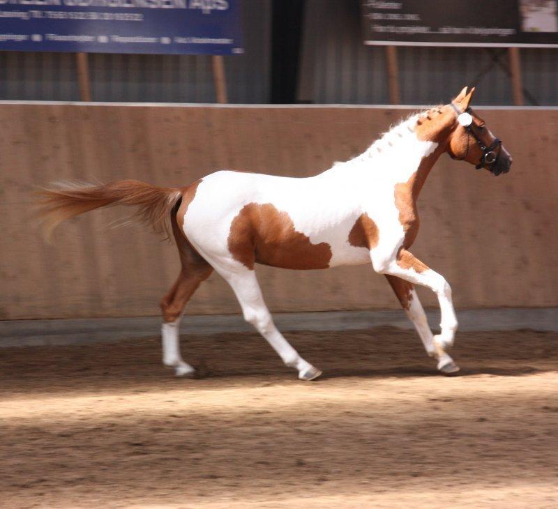 Pinto Global Spirit billede 2