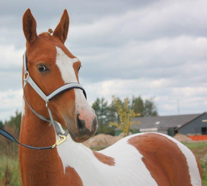 Pinto Global Spirit billede 3