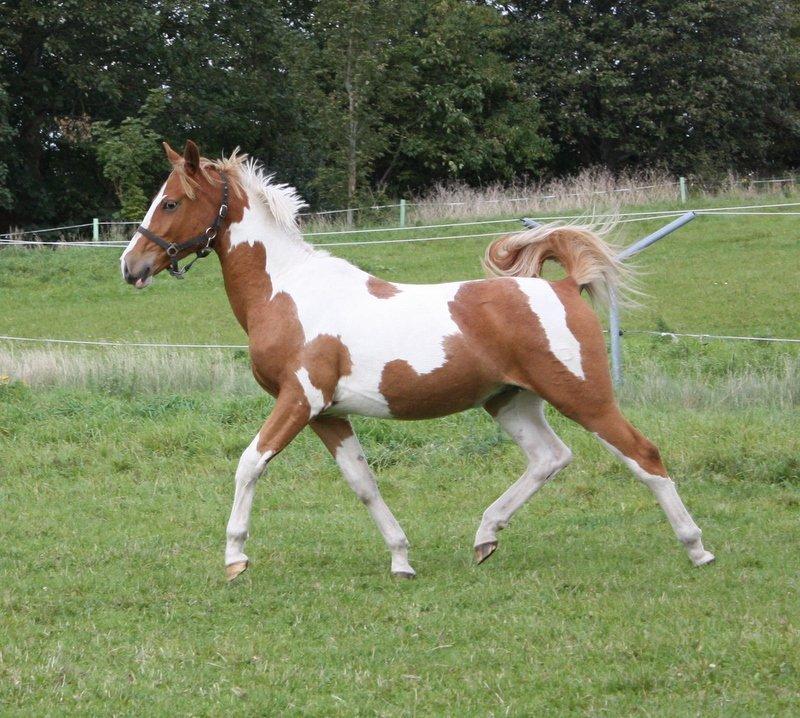 Pinto Global Spirit billede 4