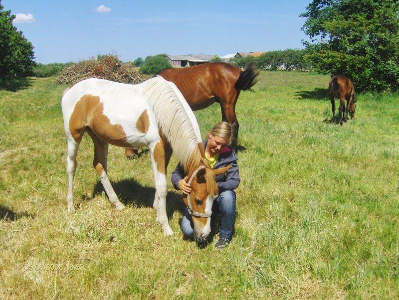 Pinto Global Spirit billede 10