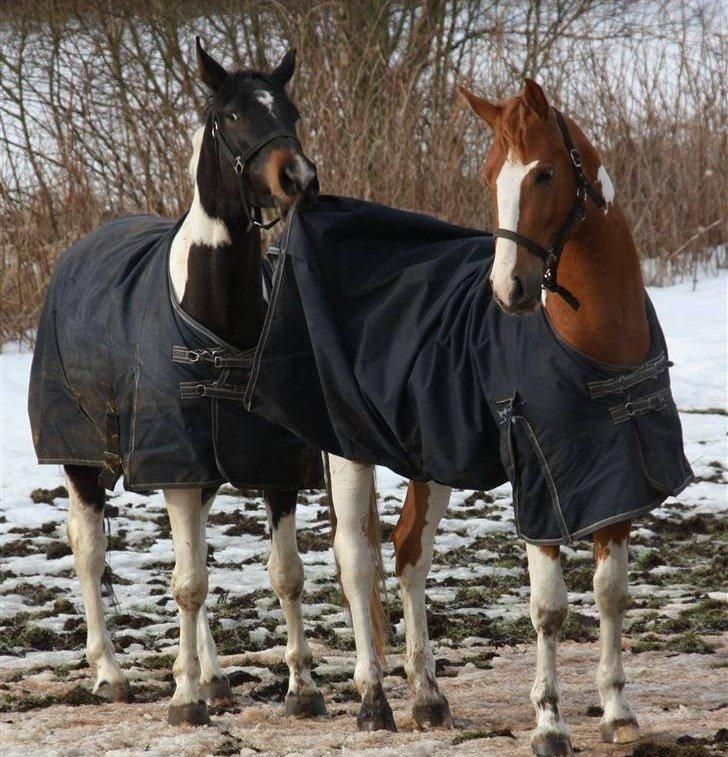 Pinto Global Spirit billede 14