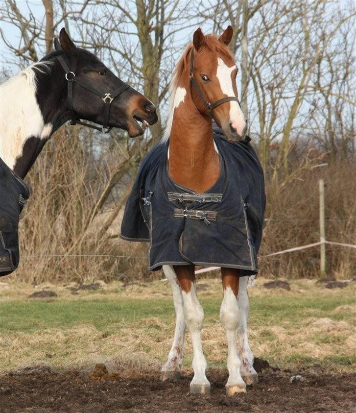 Pinto Global Spirit billede 15