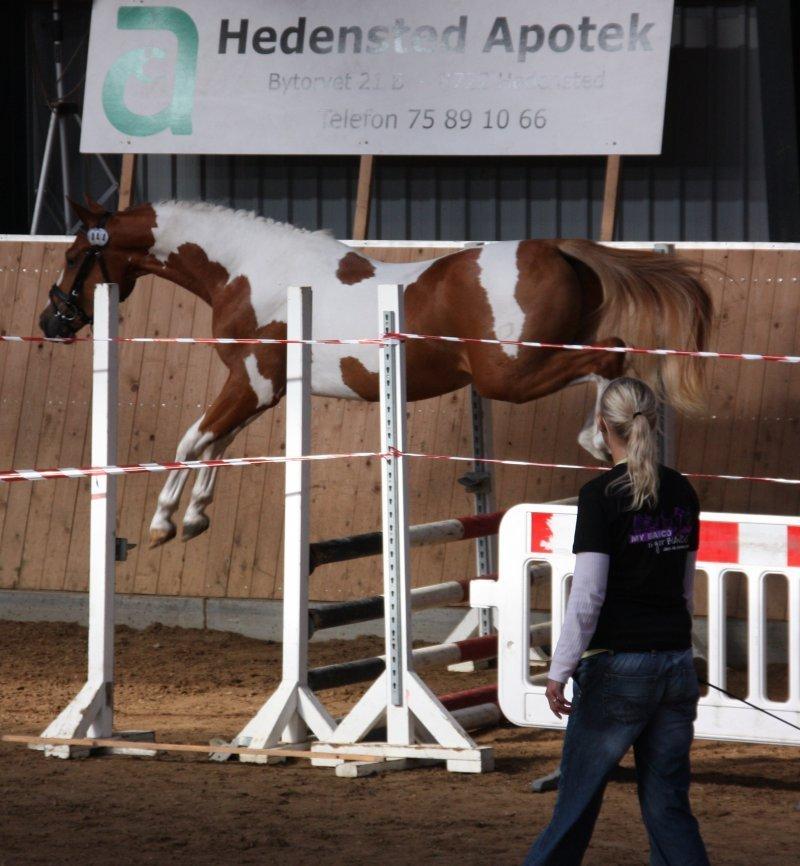 Pinto Global Spirit billede 17