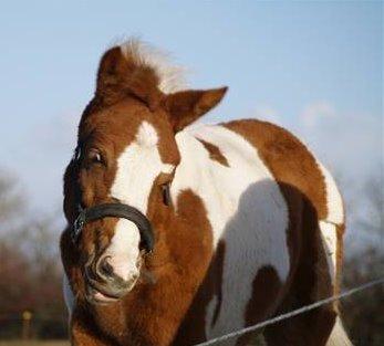 Pinto Global Spirit billede 19