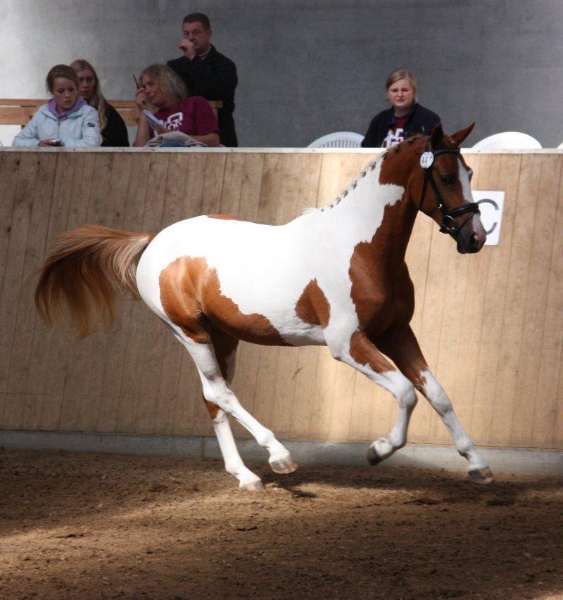 Pinto Global Spirit billede 20