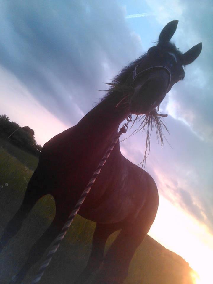 New Forest Queenshill Savannah - Hmmm jeg kan se små børn :I billede 8