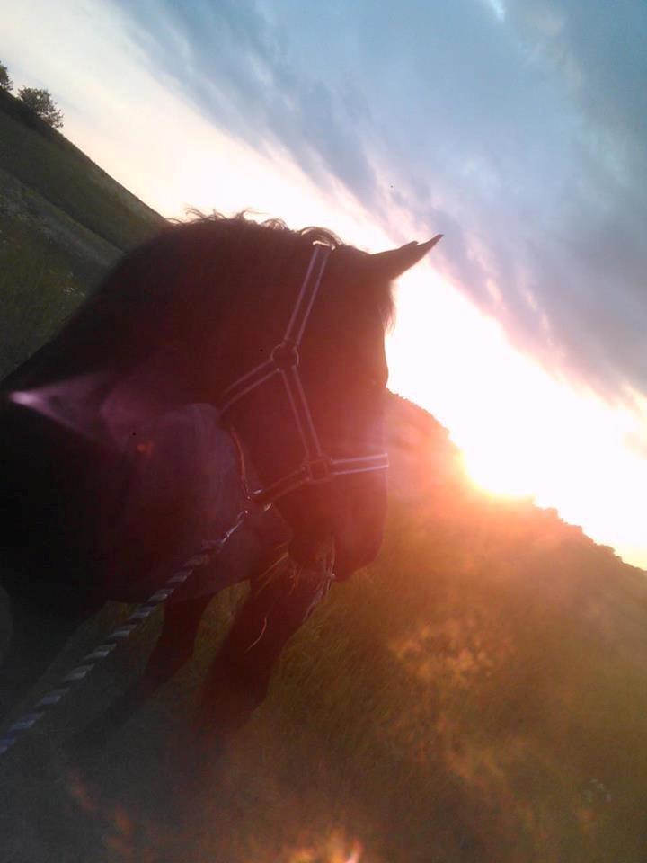 New Forest Queenshill Savannah - Din swag den er helt din egen den er nogle gang alt for meget for mig så gi' den op gi' den op sugar:-* billede 9