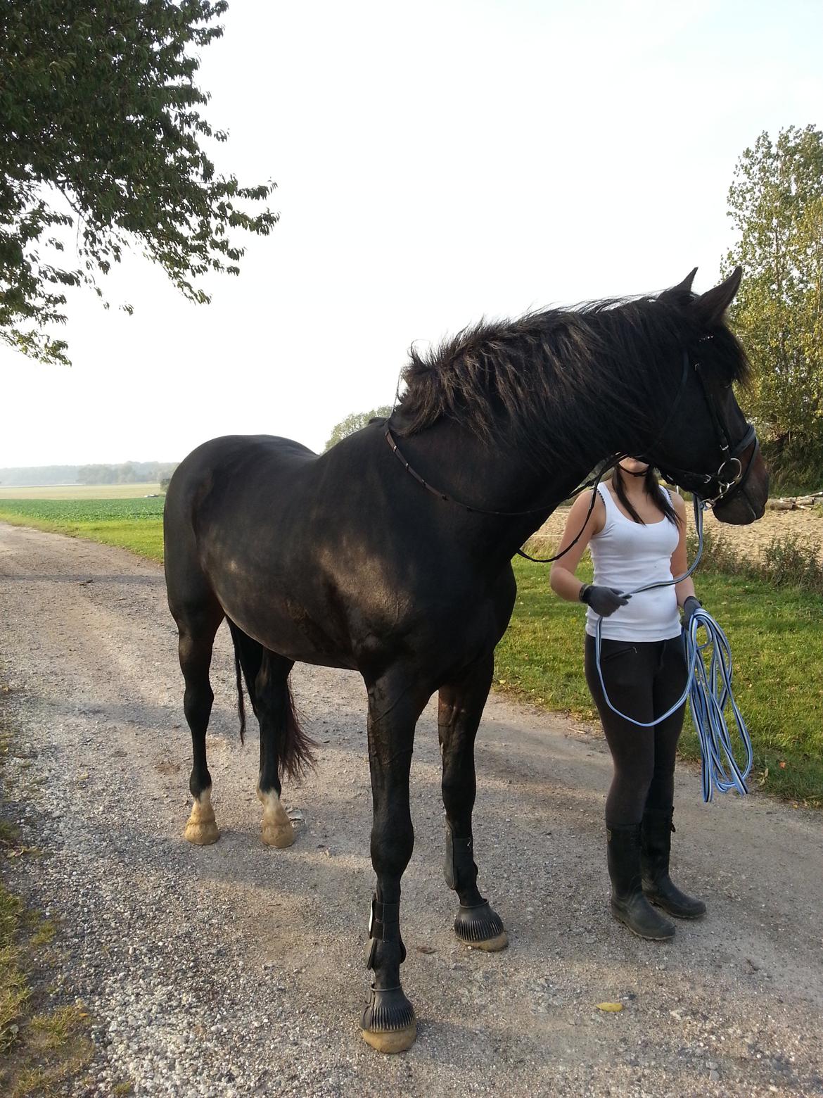 Holstener Cosby billede 8