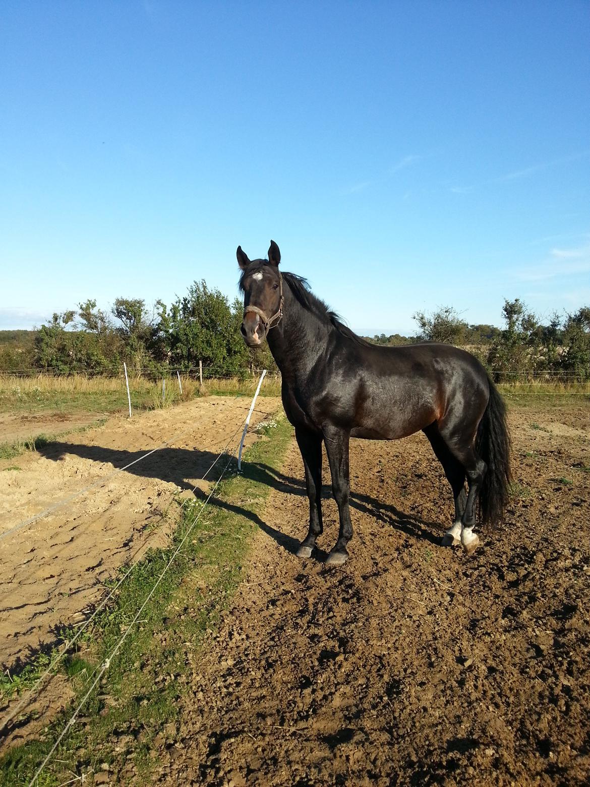 Holstener Cosby billede 10