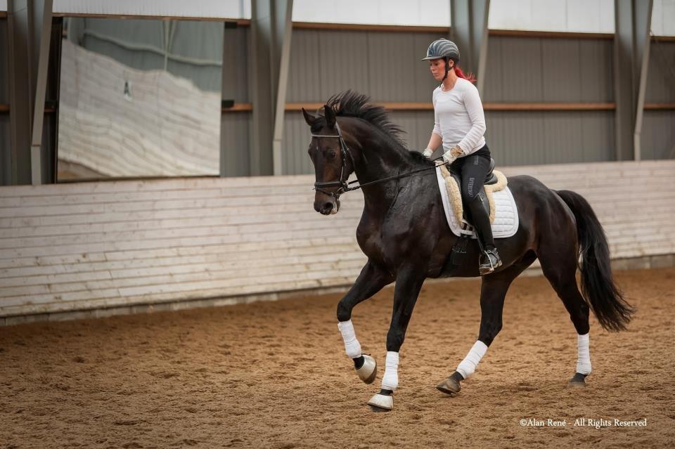 Hannoveraner Lord Dicaprio billede 1