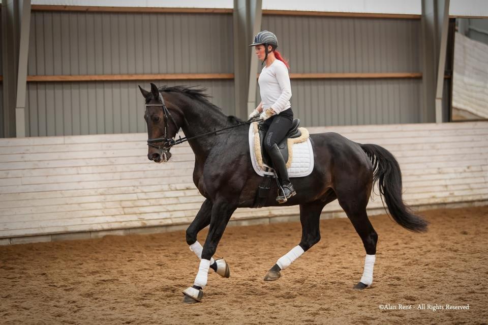 Hannoveraner Lord Dicaprio billede 2