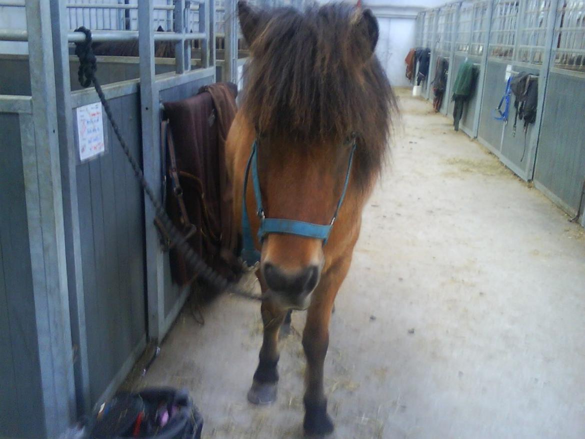 Anden særlig race Elli fra Skidbakka billede 2