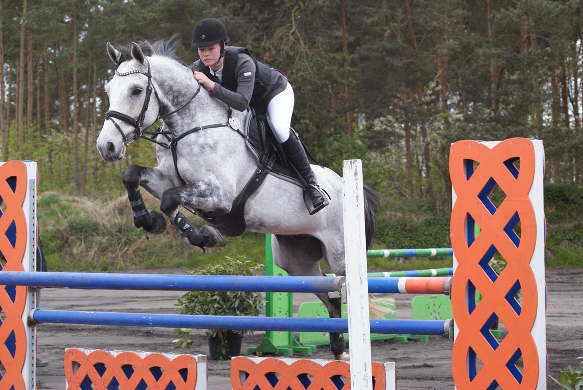 Dansk Varmblod Carneval Fever - LA** KARR 2012 billede 1