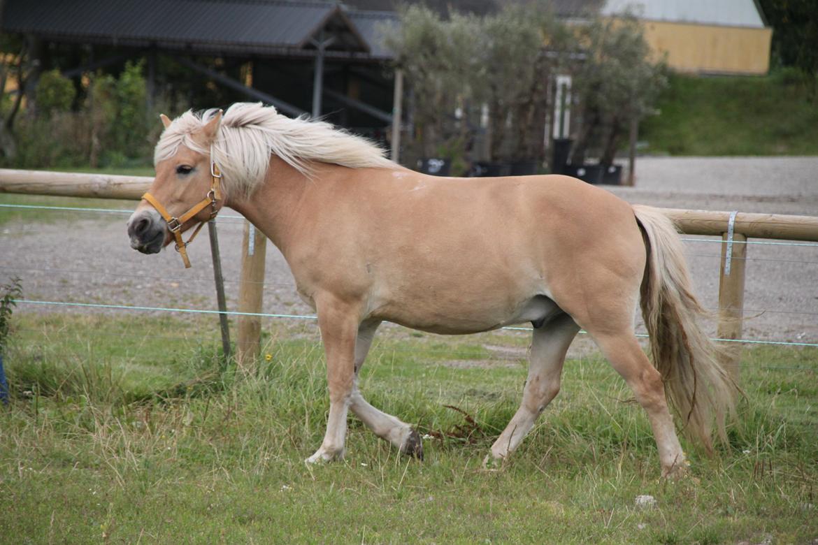 Anden særlig race Buller billede 2