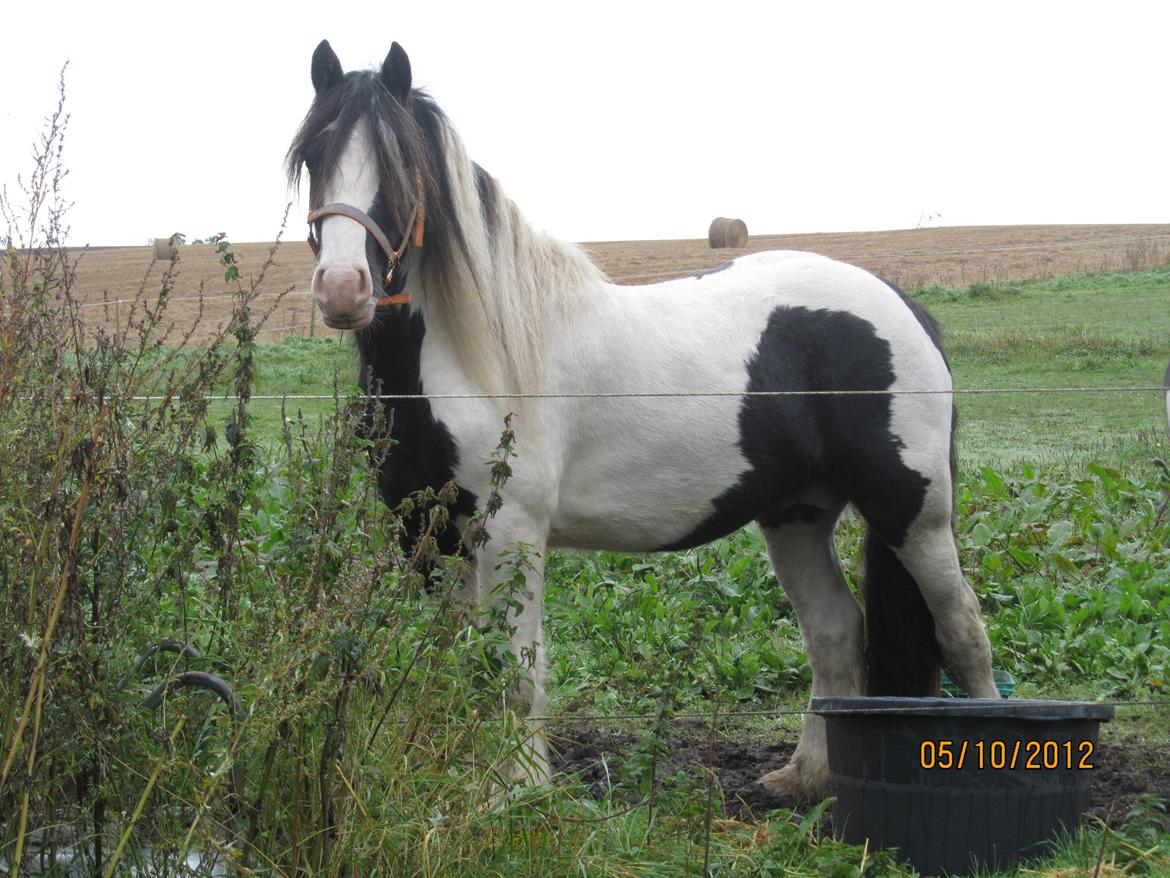 Tinker Unique Sielon <3  - #2. Min smukke hingstebasse.
5 okt 2012 billede 5