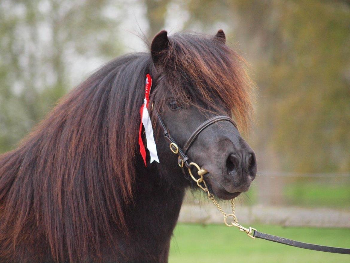 Shetlænder Ellinges Amigo billede 1