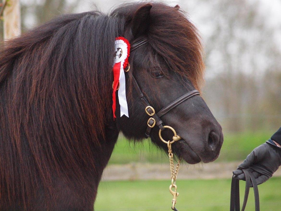 Shetlænder Ellinges Amigo billede 2