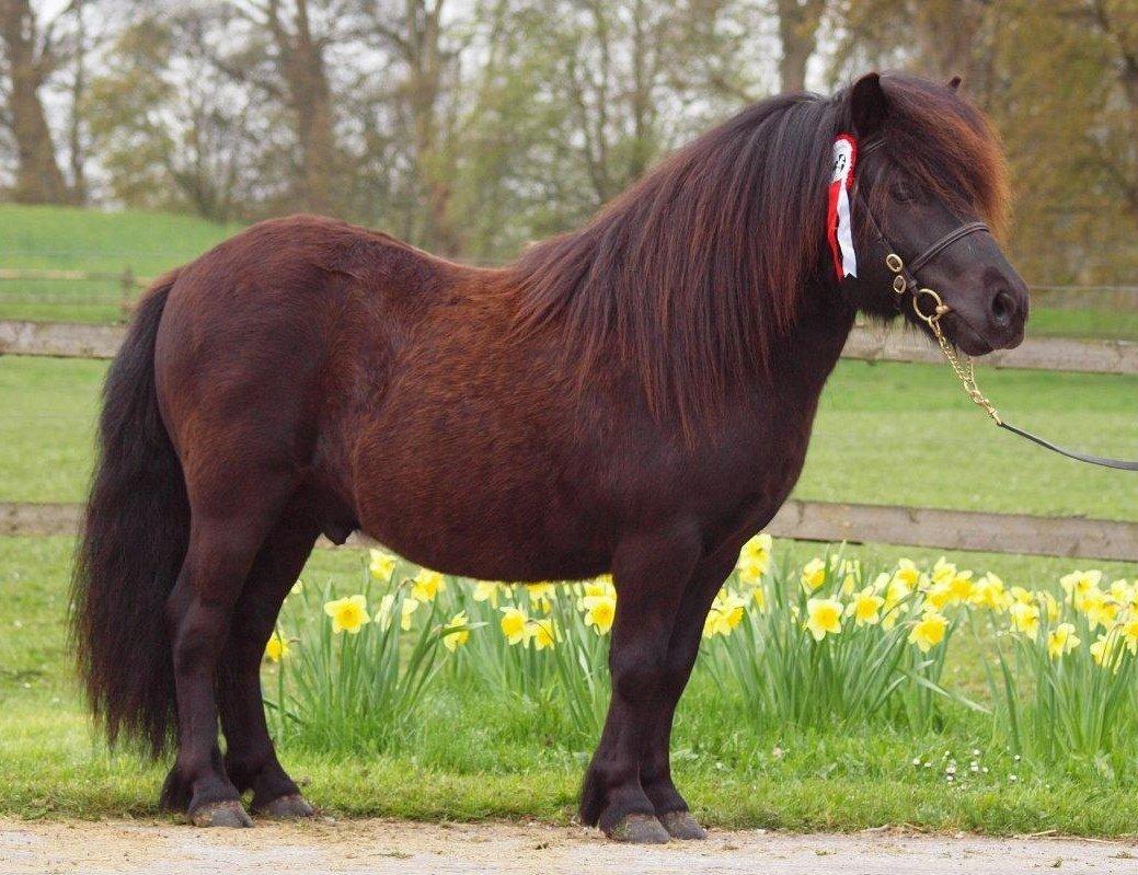 Shetlænder Ellinges Amigo billede 3