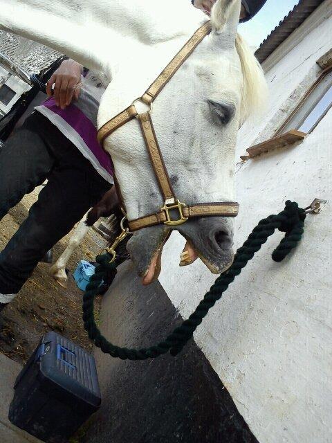 Connemara Nørlunds Petsy Bay *Petter* 1996-2012 - Gabende Petter - Foto; Ida(min søster) billede 1