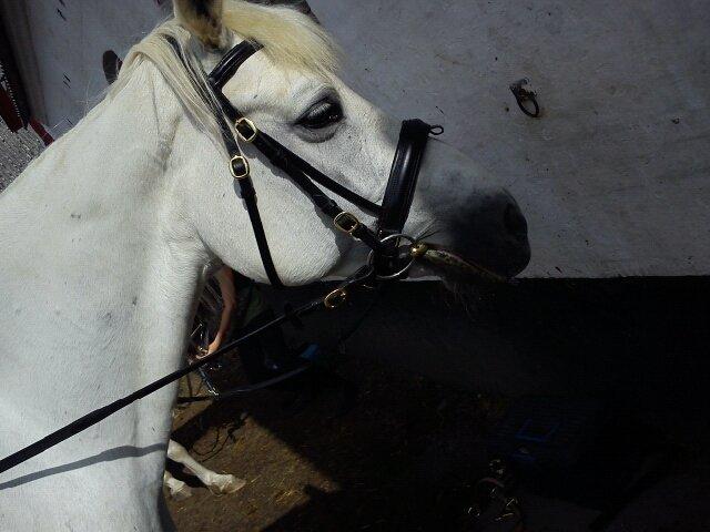 Connemara Nørlunds Petsy Bay *Petter* 1996-2012 - Petzy da jeg havde købt hende en ny trense - Foto; Ida billede 4