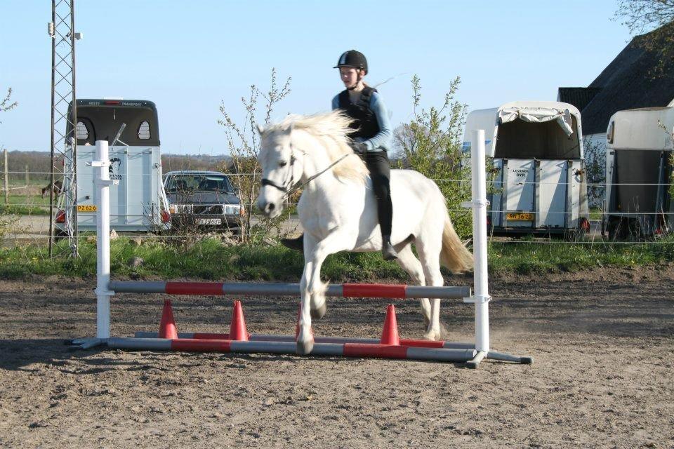 Connemara Nørlunds Petsy Bay *Petter* 1996-2012 - Springning uden saddel - Foto; Frederikke T billede 5